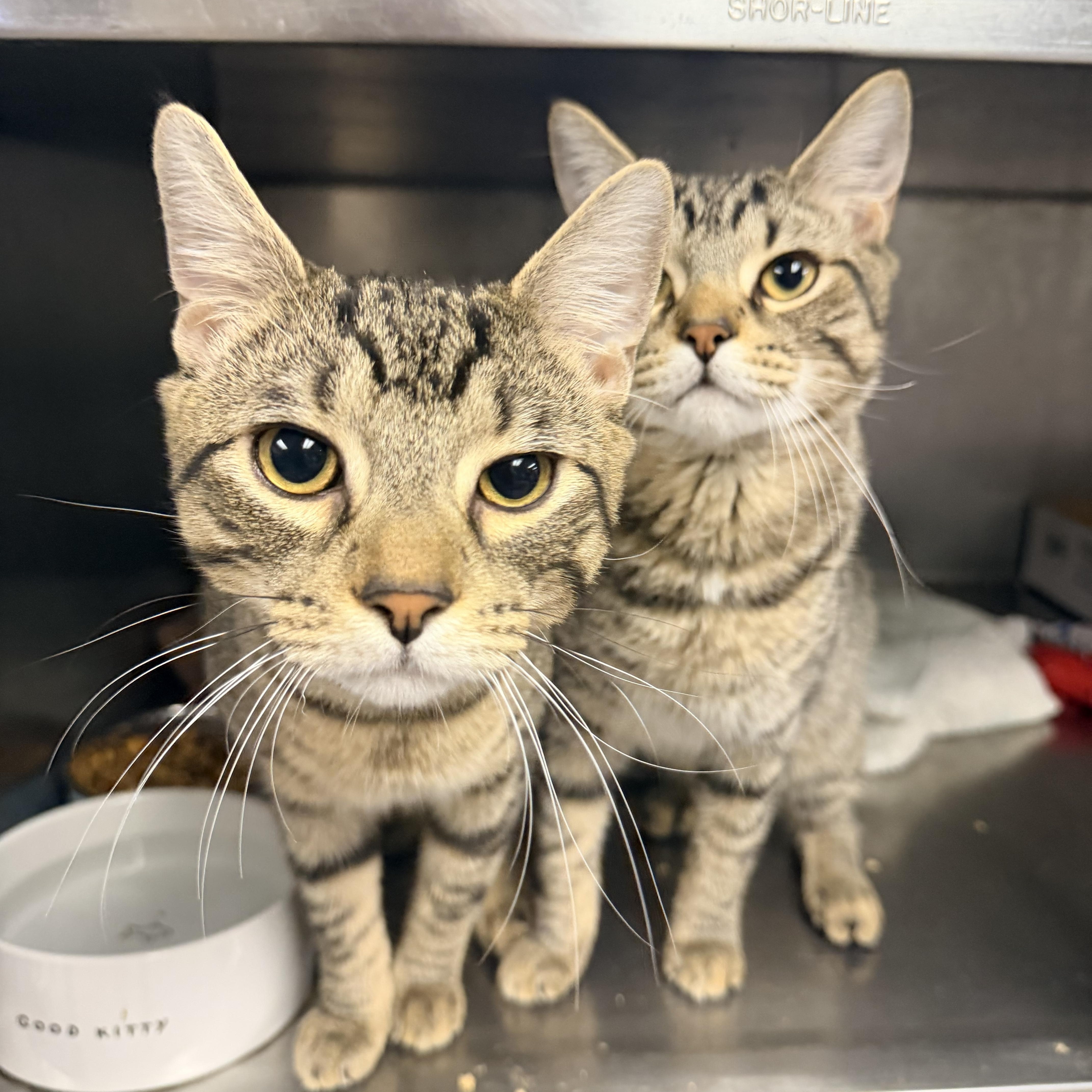 A young medium-sized male Tabby (Brown / Chocolate) Domestic Short Hair cat named Quill and Rocket for adoption in Bellmawr, NJ