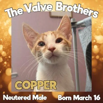 A baby small-sized male Tabby (Orange / Red) Domestic Short Hair cat named Copper for adoption in Salida, CA