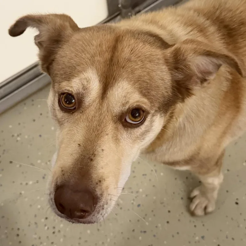 An adult medium-sized female Husky dog named Nanuk for adoption in Marion, VA