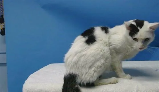 An adult medium-sized male Domestic Short Hair cat named Kat for adoption in Gardena, CA