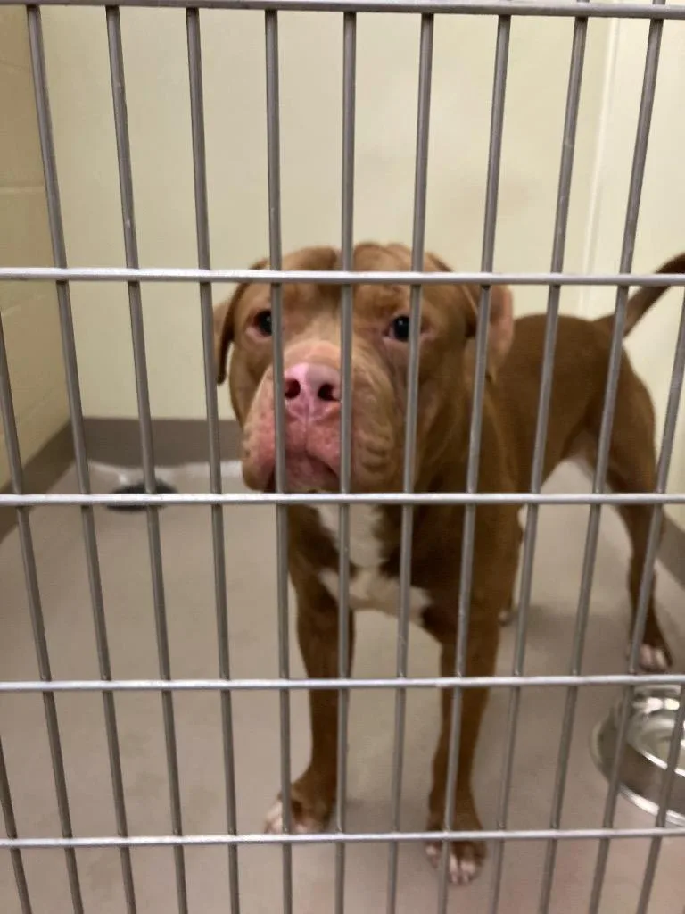 A baby medium-sized male Pit Bull Terrier dog named Dale for adoption in Christiansburg, VA