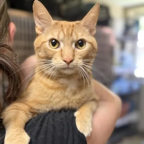 An adult large-sized male Orange / Red Domestic Short Hair cat named Rascal for adoption in Myerstown, PA