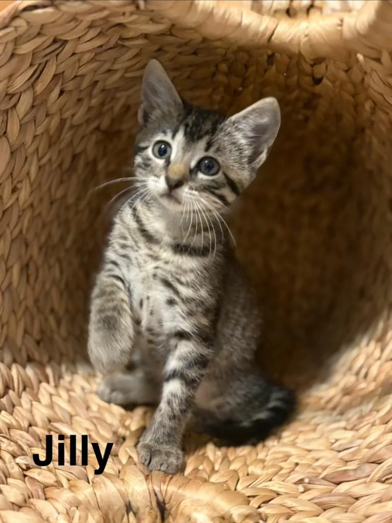 A baby small-sized male Domestic Short Hair cat named Jilly for adoption in New Orleans, LA