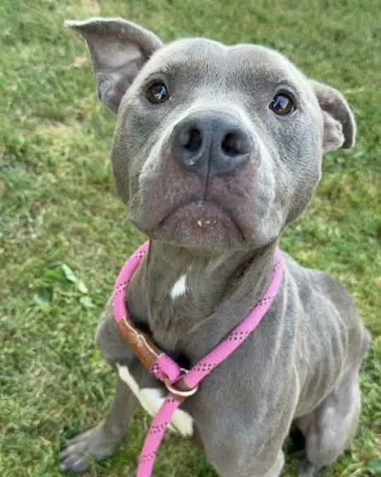 An adult medium-sized male Bicolor Pit Bull Terrier dog named Ahoy for adoption in Naperville, IL