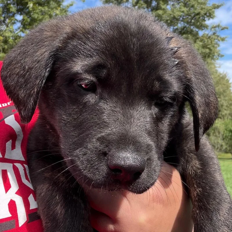 A baby small-sized female Husky dog named Emily purple for adoption in Greenfield, IN