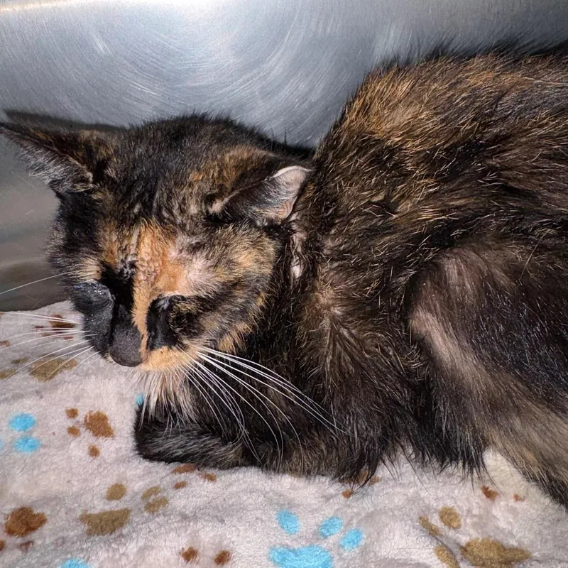 An adult medium-sized female Domestic Long Hair cat named Paulina for adoption in Milton, FL