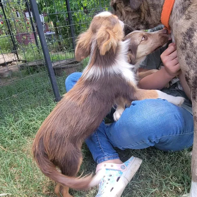 A baby small-sized male Australian Shepherd dog named Dino for adoption in Pearsall, TX