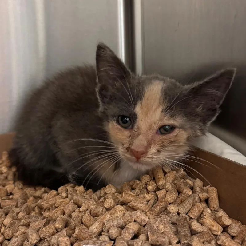 A baby small-sized female Tortoiseshell Domestic Short Hair cat named Cold Brew for adoption in Lynchburg, VA