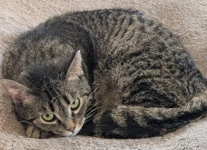 An adult medium-sized female Domestic Short Hair cat named Polly for adoption in Shawano, WI