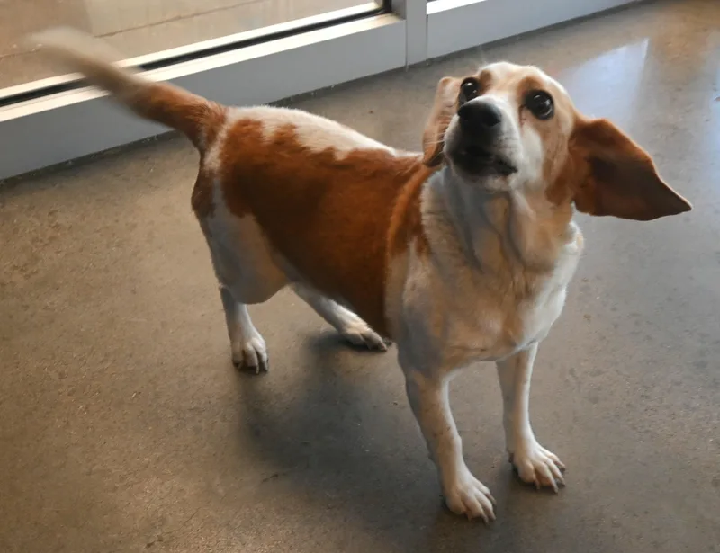 An adult medium-sized male Brown / Chocolate Beagle dog named 22772 for adoption in Broken Arrow, OK