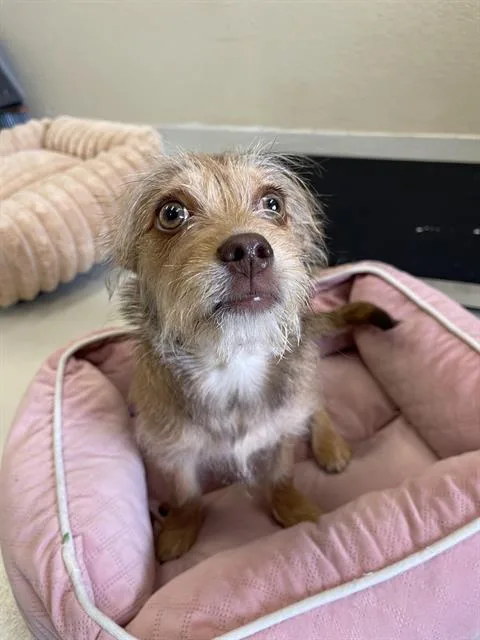 A baby small-sized female Terrier dog named Luna for adoption in Santa Cruz, CA