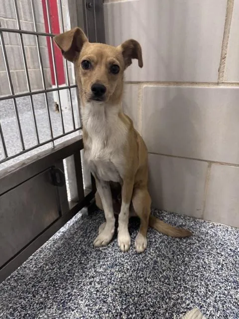 A baby small-sized male Mixed Breed dog named Normanton for adoption in Charlotte, NC