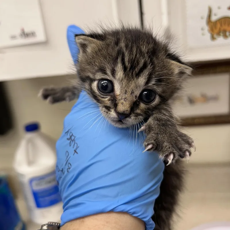 A baby small-sized male Brown / Chocolate Domestic Short Hair cat named Harold for adoption in Bastrop, TX