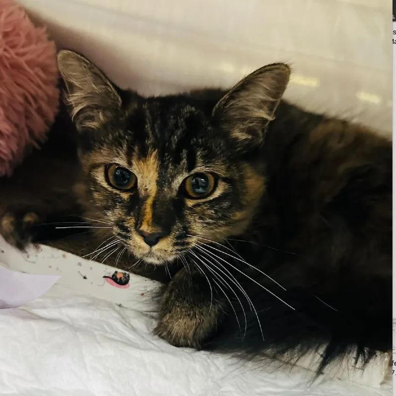 A young medium-sized female Black Domestic Short Hair cat named Valencia for adoption in Middle Village, NY