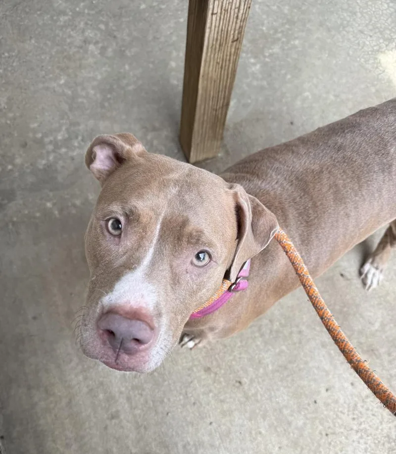 An adult large-sized female White / Cream Pit Bull Terrier dog named Lottie for adoption in Rochester, IN