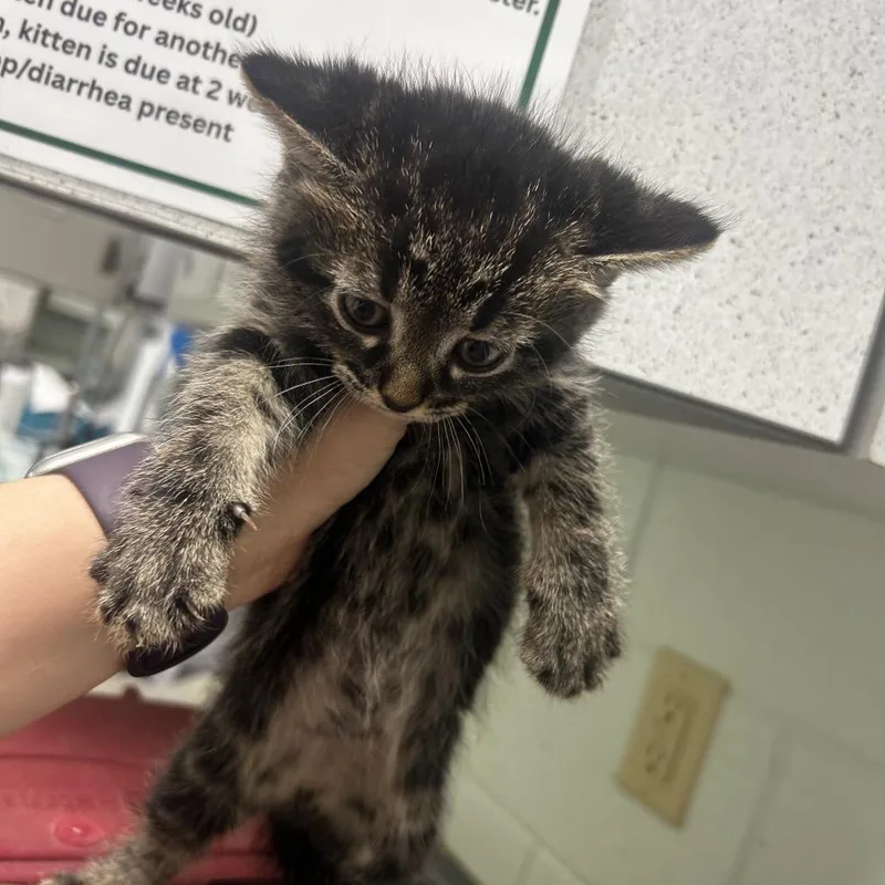 A baby small-sized male Brown / Chocolate Domestic Short Hair cat named Koala for adoption in Waukesha, WI