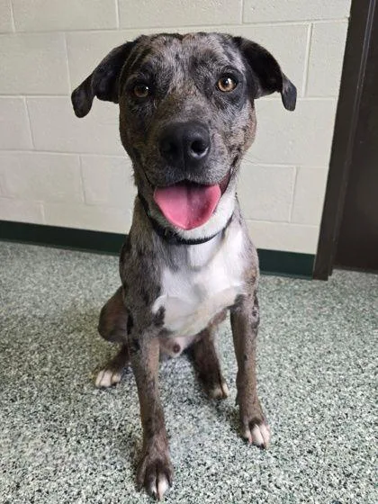 A young medium-sized male Gray / Blue / Silver Catahoula Leopard Dog dog named Mercury for adoption in Williamsport, PA