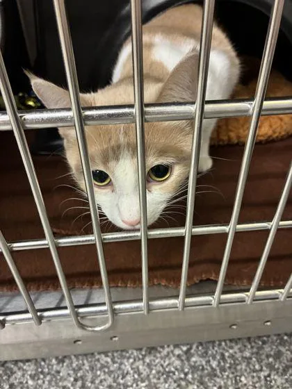 An adult medium-sized female Domestic Short Hair cat named Esther for adoption in Shawano, WI