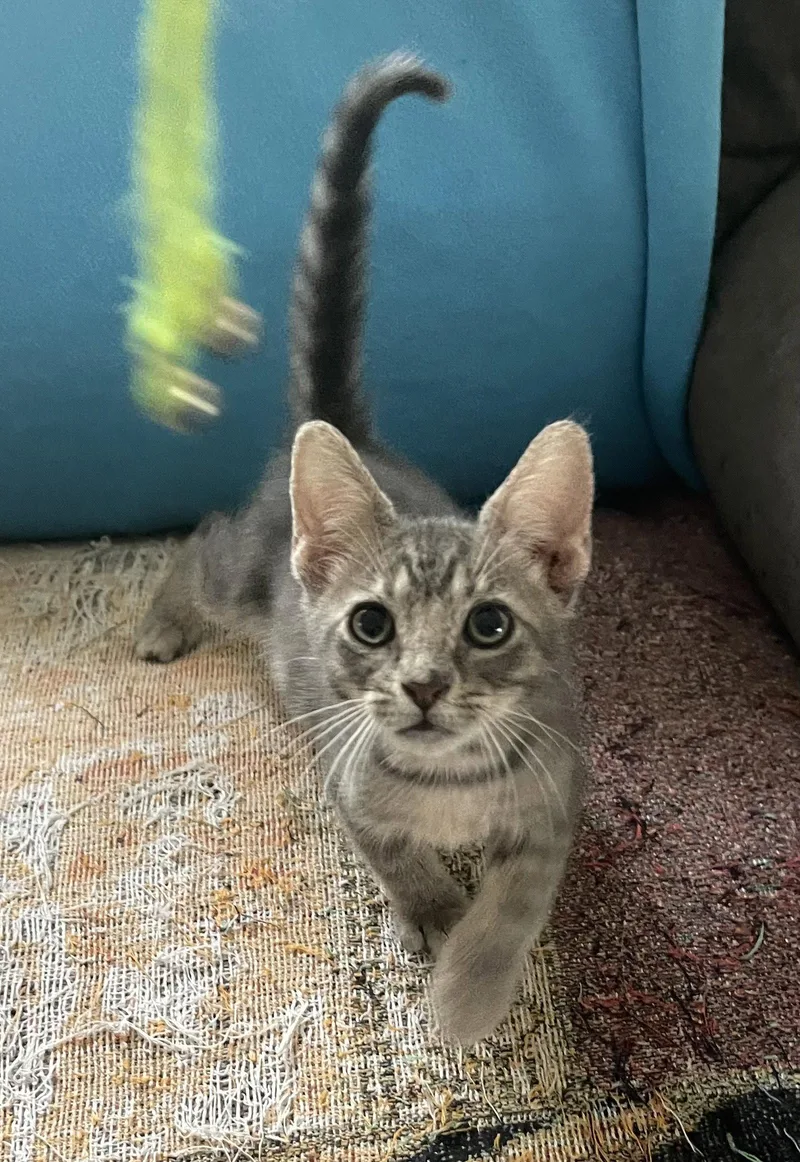 A baby medium-sized male Gray / Blue / Silver Domestic Short Hair cat named Dax for adoption in Oviedo, FL