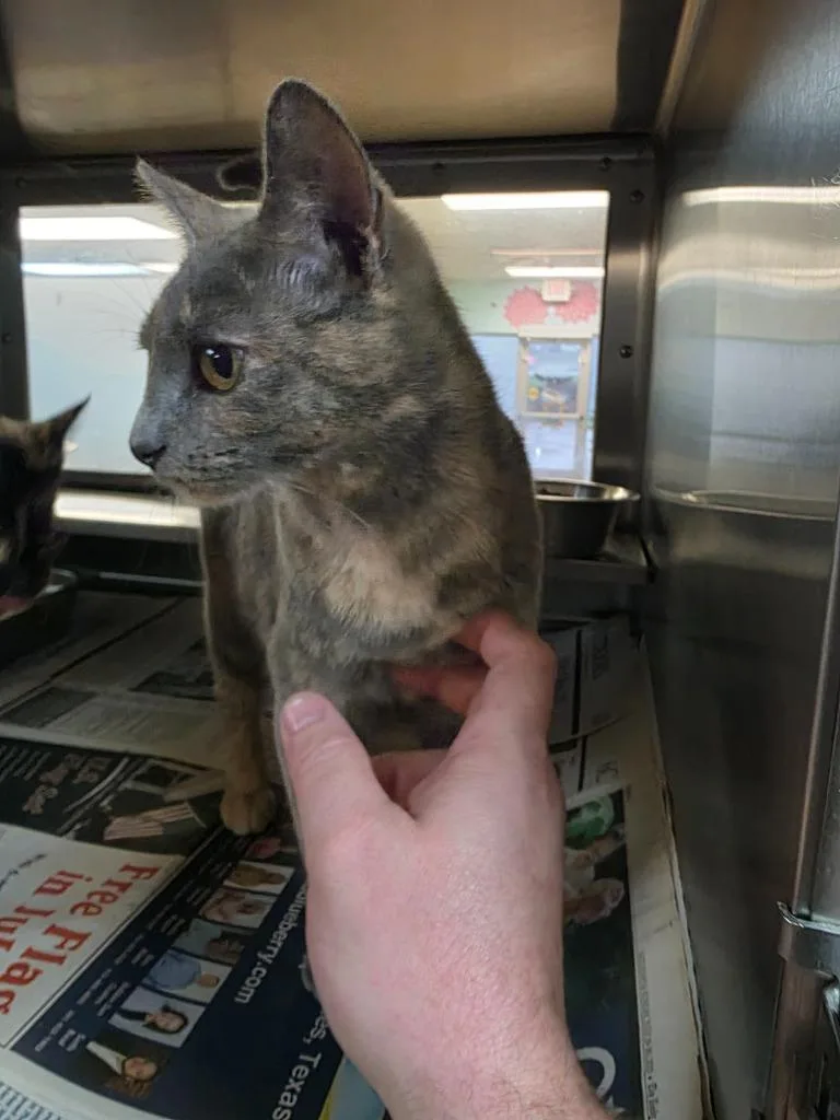 Lightning Bug  Amy thumbnail 2