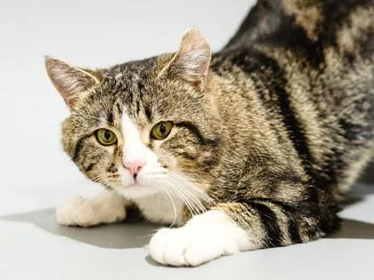 An adult medium-sized male Domestic Short Hair cat named Alvin for adoption in Longmont, CO