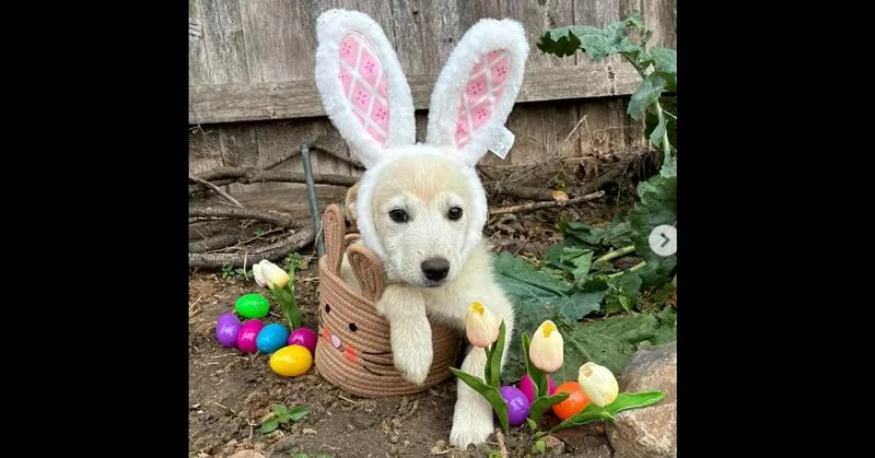 A baby small-sized female Great Pyrenees dog named Trailblazer: Dani for adoption in Dallas, TX