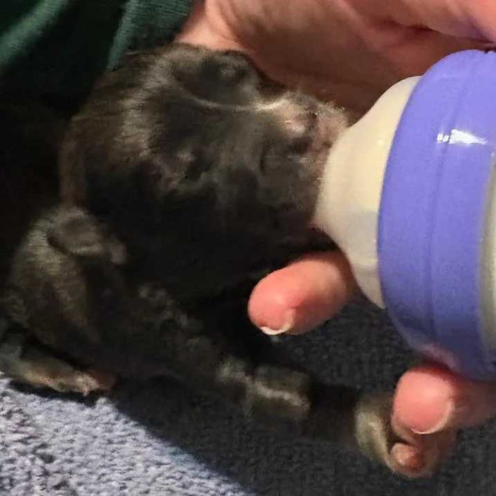 Grizzly Bear thumbnail 2