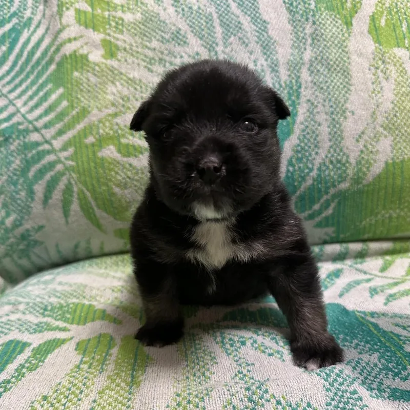 Grizzly Bear thumbnail 3