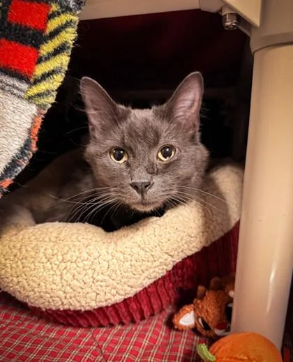 A young medium-sized female Domestic Long Hair cat named Pixar for adoption in Missoula, MT