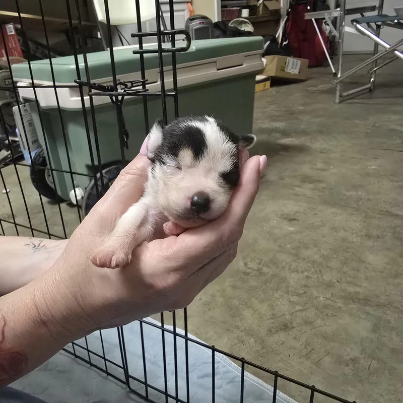 A baby small-sized female White / Cream Chihuahua dog named Loretta for adoption in Brentwood, CA