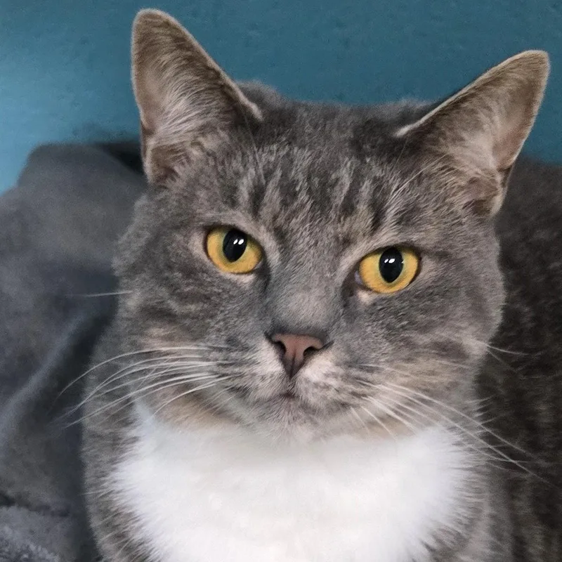 A young medium-sized female Tabby (Gray / Blue / Silver) Tabby cat named Stella for adoption in Milledgeville, GA