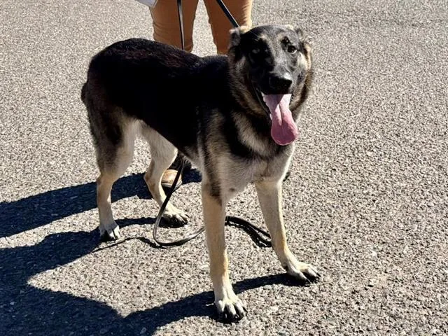 A young small-sized female German Shepherd Dog dog named Harley for adoption in Santa Rosa, CA
