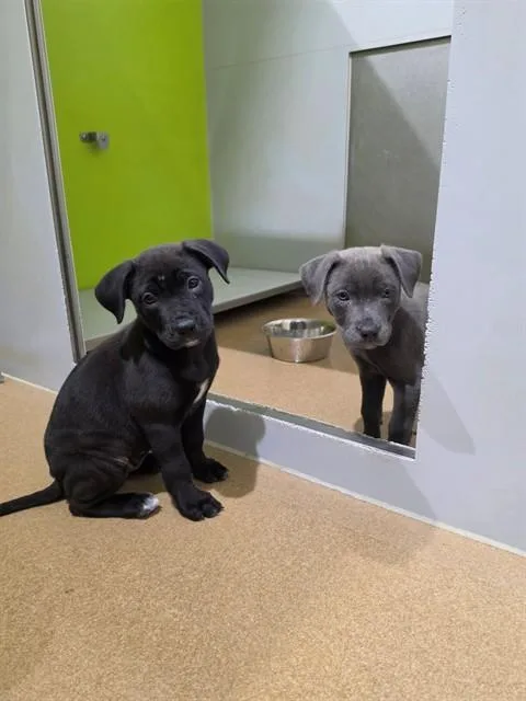 A baby small-sized female Pit Bull Terrier dog named Jinx for adoption in Saint Peters, MO