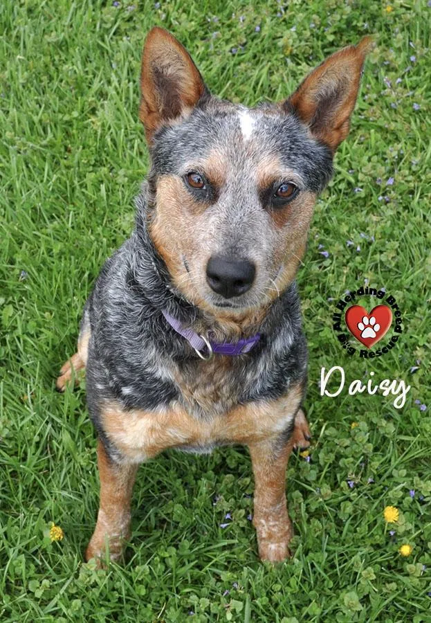 A young medium-sized female Gray / Blue / Silver Cattle Dog dog named Daisy for adoption in Joliet, IL