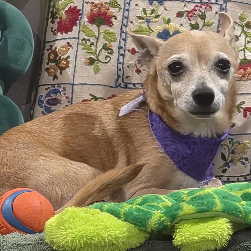 An adult small-sized male Red / Chestnut / Orange Chihuahua dog named Waylon for adoption in Gulfport, MS