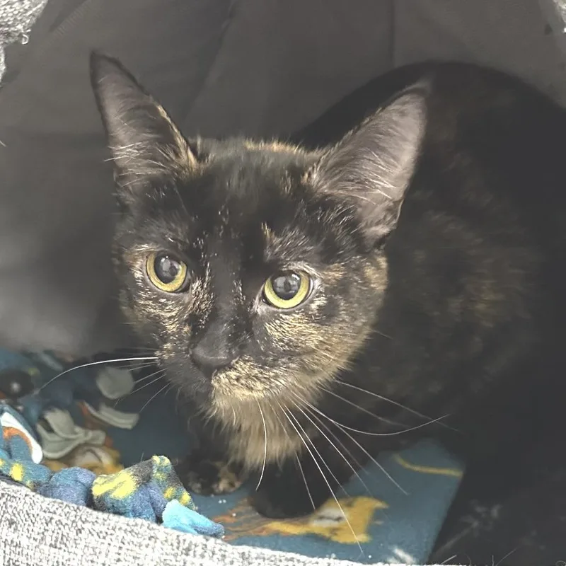 A young medium-sized female Tortoiseshell Domestic Short Hair cat named Hazel for adoption in Naperville, IL