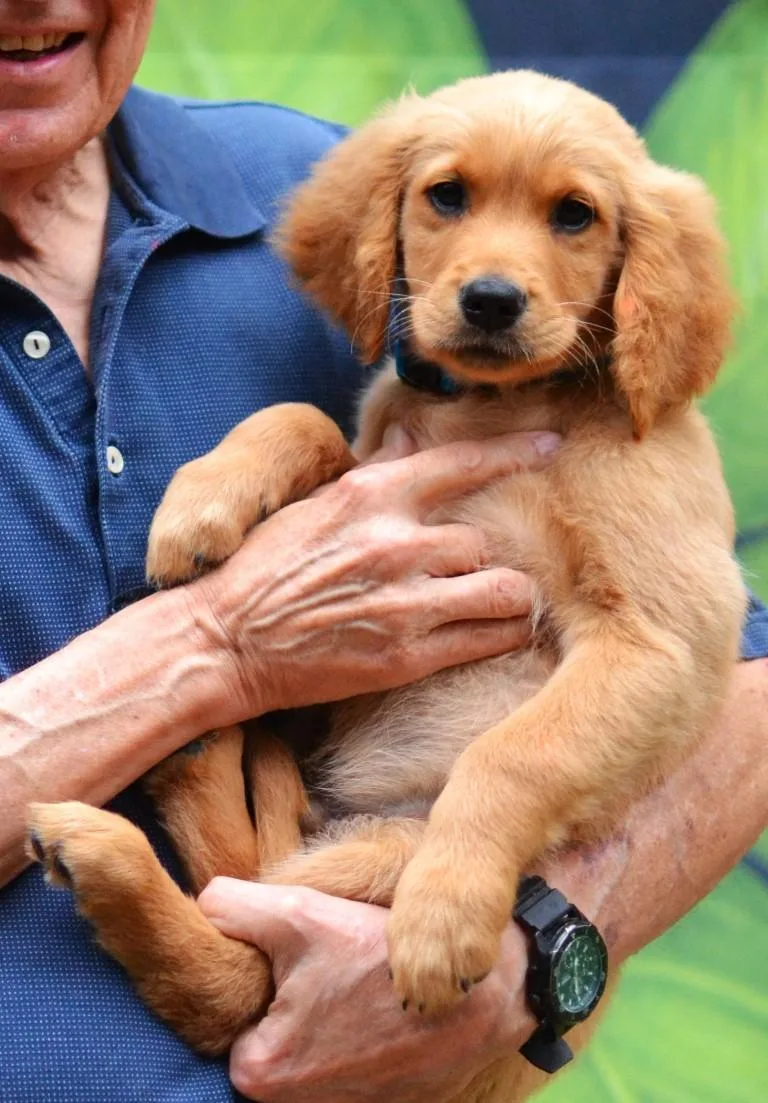 A baby large-sized male Golden Retriever dog named Sam for adoption in Germantown, TN