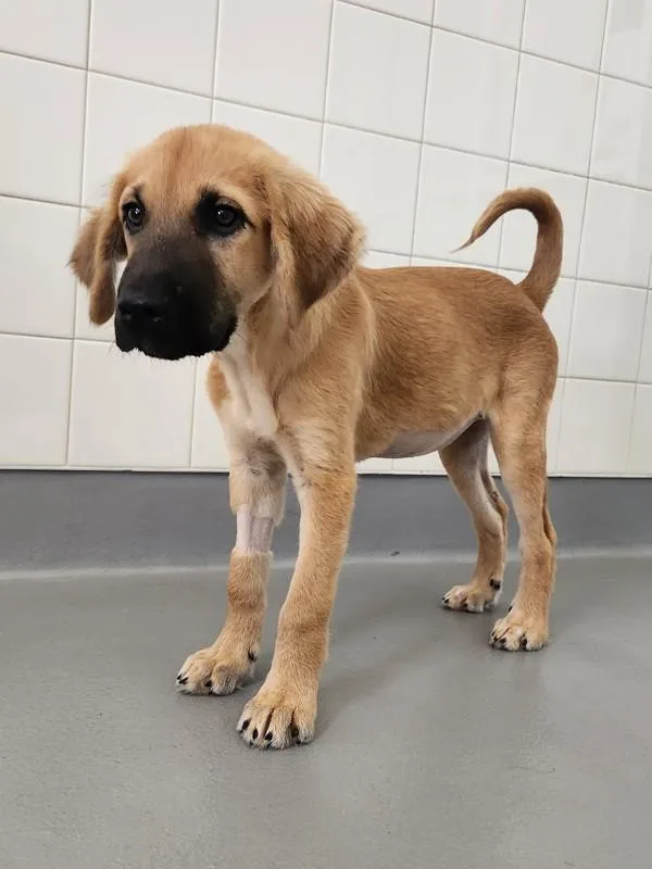A baby medium-sized female Mixed Breed dog named Libra for adoption in Healdsburg, CA