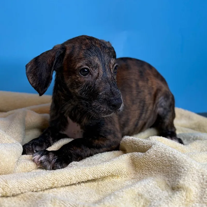 A baby small-sized male Hound dog named Carl for adoption in San Antonio, TX