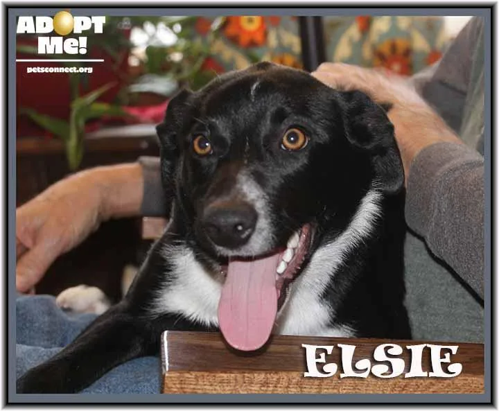 Elsie thumbnail 4