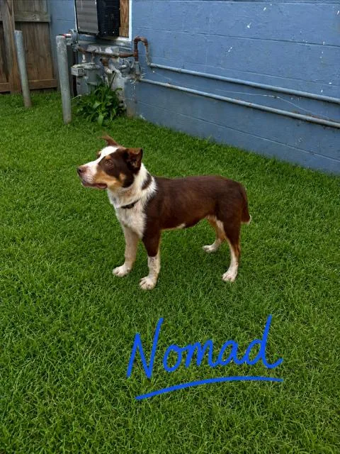 A baby medium-sized male Australian Shepherd dog named Nomad for adoption in Zimmerman, MN