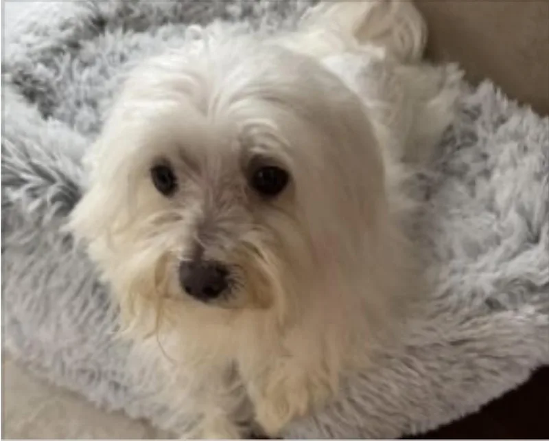An adult small-sized male Maltese dog named Sebastian for adoption in Norfolk, VA