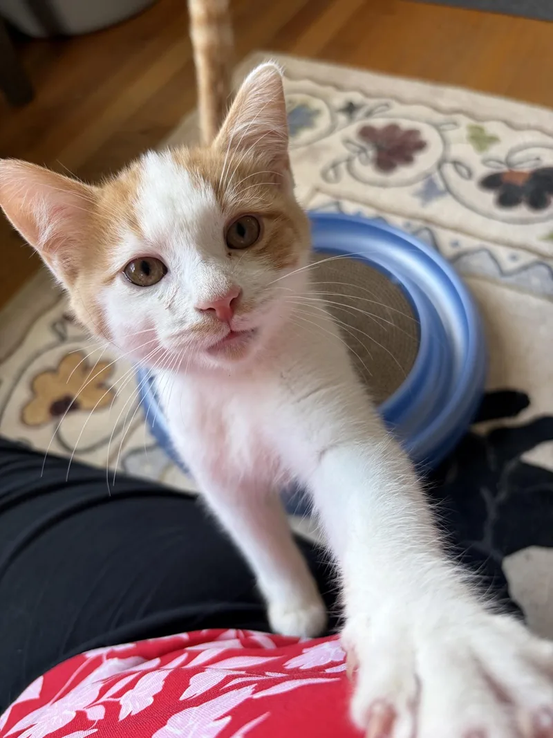 A baby medium-sized male Tabby (Orange / Red) Domestic Short Hair cat named Calvin for adoption in Greensburg, PA