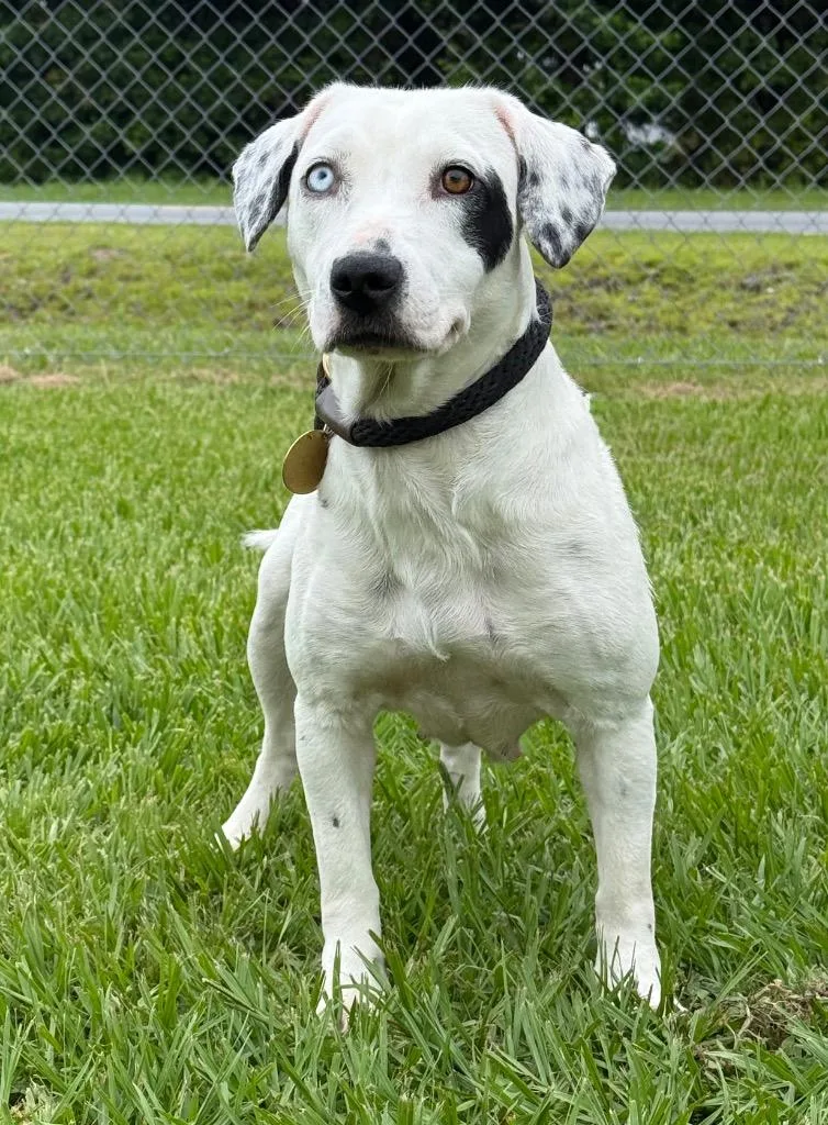 A young medium-sized female Mixed Breed dog named Darcy for adoption in Kingsland, GA