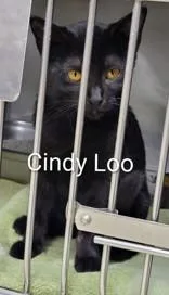 A young small-sized female Black Domestic Short Hair cat named Cindy Loo for adoption in Moline, IL
