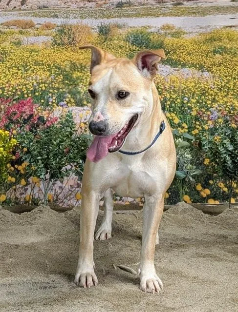 A young medium-sized female Pit Bull Terrier dog named Zeera for adoption in Riverside, CA