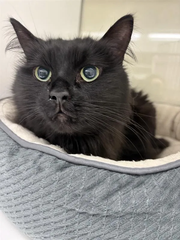 A senior medium-sized male Domestic Long Hair cat named Moose for adoption in Saint Paul, MN