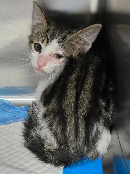 A baby small-sized male Domestic Short Hair cat named Parmesan for adoption in Houston, TX