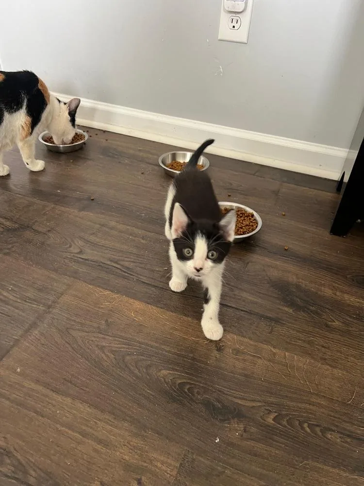 A baby small-sized female Black & White / Tuxedo Domestic Short Hair cat named Wendy for adoption in Lake Wylie, SC