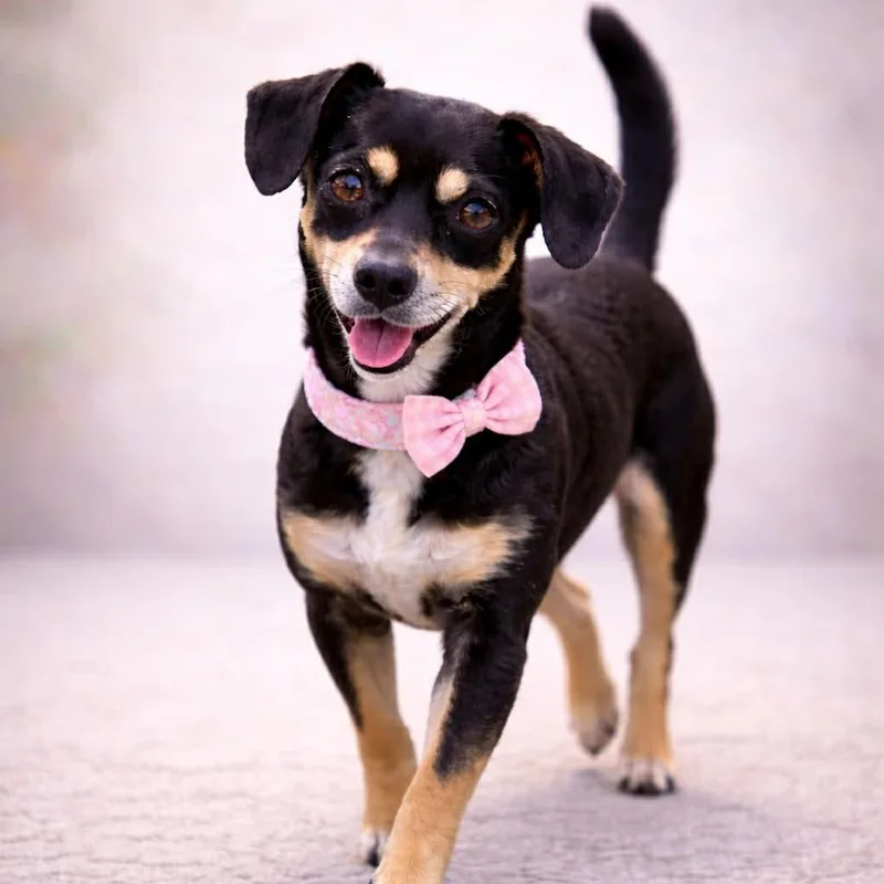 An adult small-sized female Dachshund dog named Luna Gs for adoption in Allen, TX